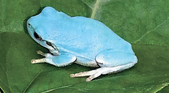 韩国发现淡蓝色青蛙 存在概率仅五万分之一(图