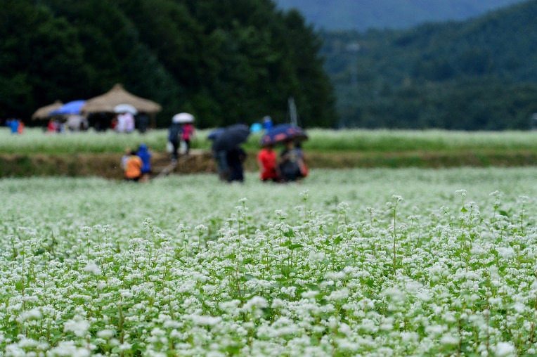 韩国优秀庆典之平昌“孝石文化节”