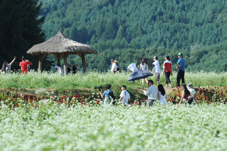韩国优秀庆典——孝石文化节将于9月初在平昌蓬坪面举行