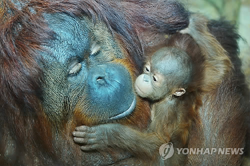 新生猩猩幼崽亮相韩国爱宝乐园（组图）