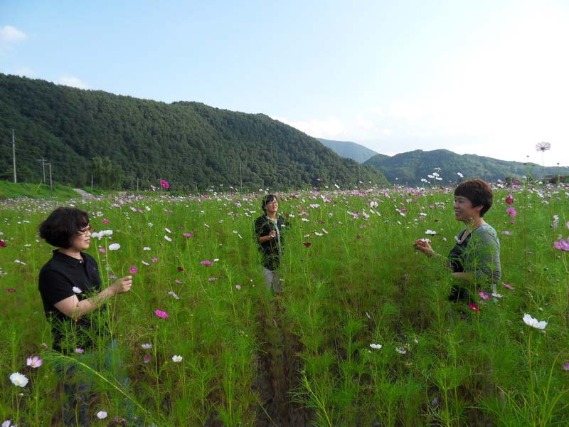 平昌石头公园大波斯菊盛开吸引游客