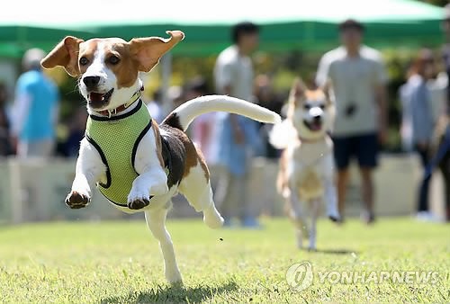 韩国建国大学办“萌宠庆典” 号召人们关爱流浪狗（组图）