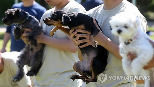 韩国建国大学办“萌宠庆典” 号召人们关爱流浪狗（组图）