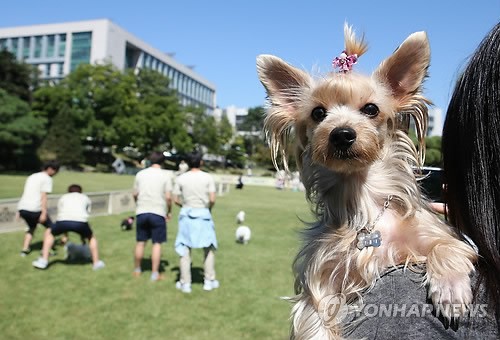 韩国建国大学办“萌宠庆典” 号召人们关爱流浪狗（组图）