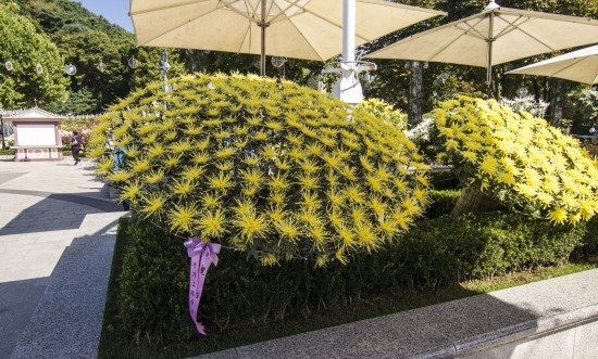 爱宝乐园举办菊花大赛 粉红色紫色菊花引注目（组图）