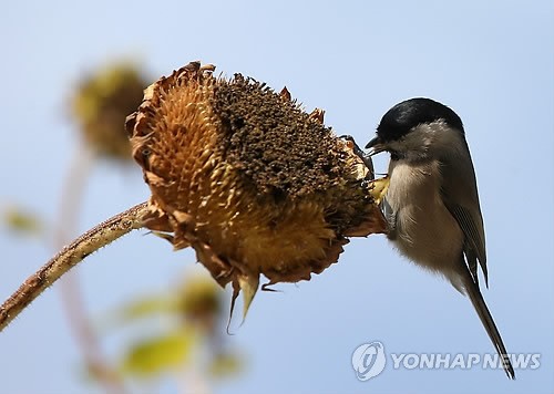 叠翠流金 层林尽染【组图】