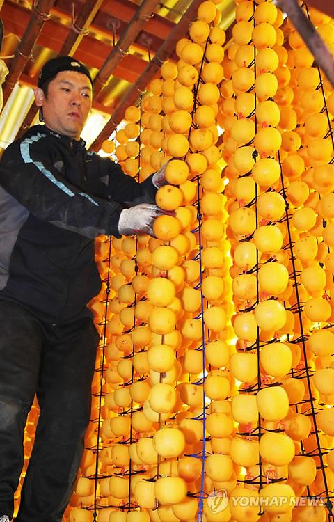 20日，韩国忠清北道永同郡的一名果农将摘下来的柿子削皮串挂起来准备风干，用来制作柿饼。