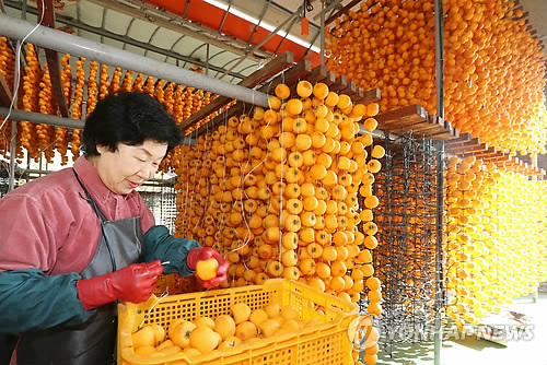韩国：又到柿子丰收时（图）
