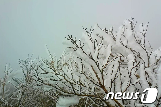 韩国雪岳山现“树挂”奇景【组图】