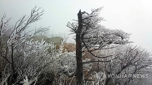 韩国雪岳山现“树挂”奇景【组图】