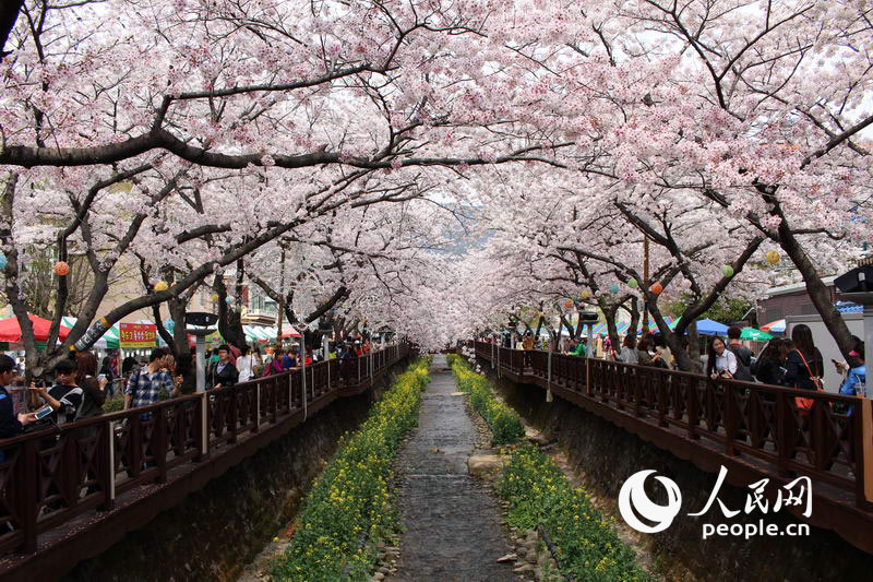 韩国“樱花之城”——镇海