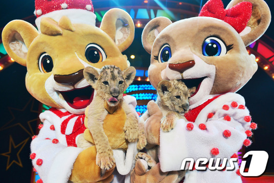 韩国爱宝乐园喜迎两只狮子幼崽 模样讨喜（组图）