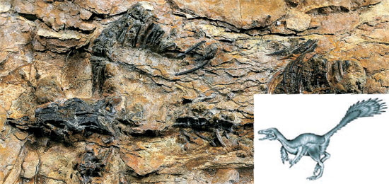 韩国发掘28厘米恐龙化石 头盖骨保存完好