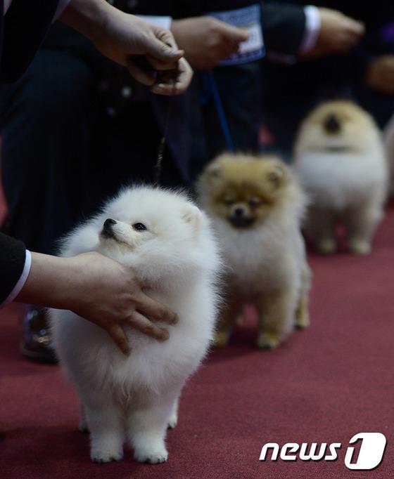 2014国际爱犬大赛首尔举行 狗狗们争相媲美（组图）