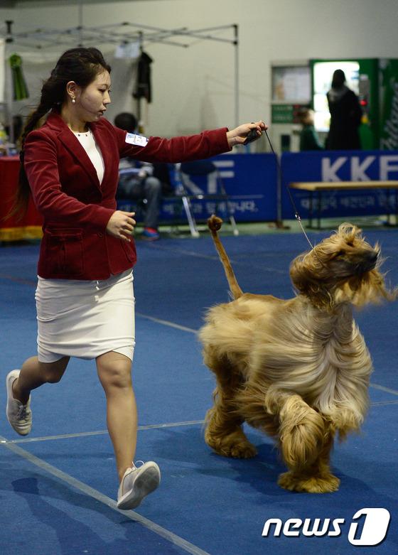 2014国际爱犬大赛首尔举行 狗狗们争相媲美（组图）