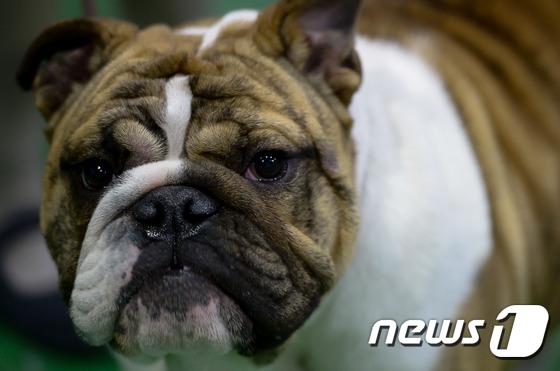 2014国际爱犬大赛首尔举行 狗狗们争相媲美（组图）