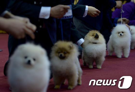 2014国际爱犬大赛首尔举行 狗狗们争相媲美（组图）