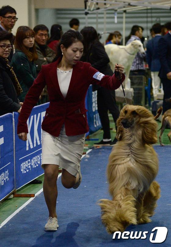 2014国际爱犬大赛首尔举行 狗狗们争相媲美（组图）