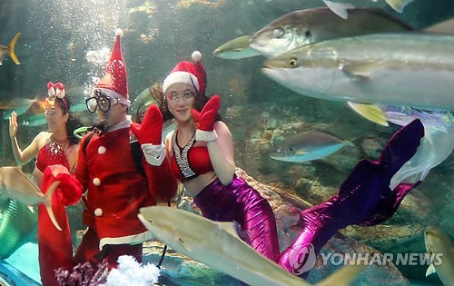 韩国63海洋世界迎圣诞 人鱼公主与圣诞老人水中“共舞”（组图）