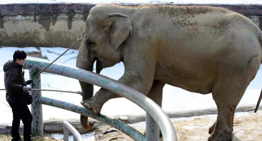 韩国动物园用“鼓励法”给大象剪指甲(网页截图)