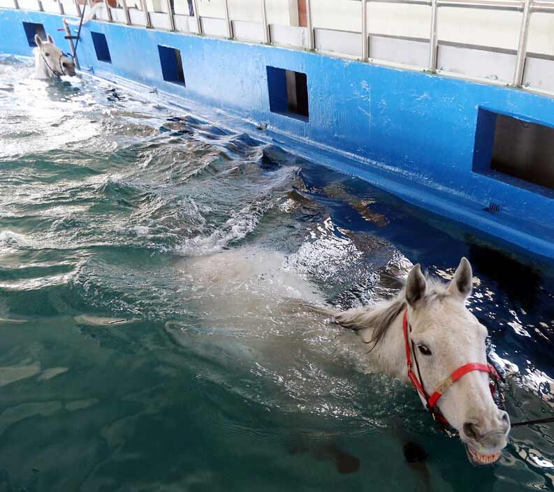 韩国1千匹赛马用游泳做体能训练 (高清组图)