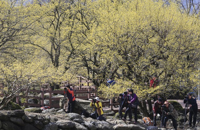 韩国智异山：茱萸花开春满山【高清组图】