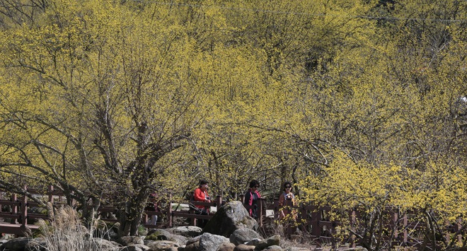 韩国智异山：茱萸花开春满山【高清组图】