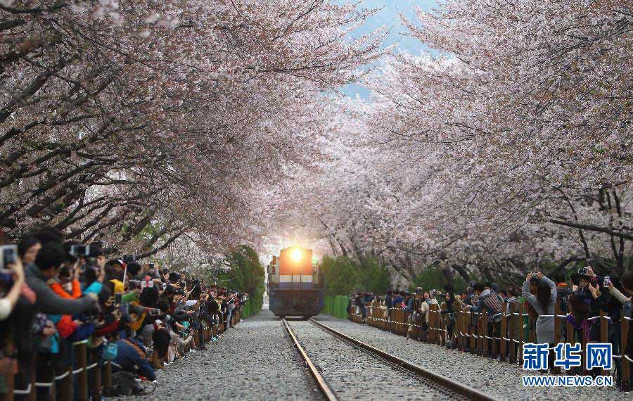 4月7日，在韩国昌原市镇海区，一列火车驶进樱花掩映的庆和火车站。　　