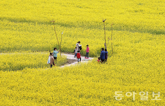 釜山油菜花庆典迎游人 金黄色花海惹人醉【组图】