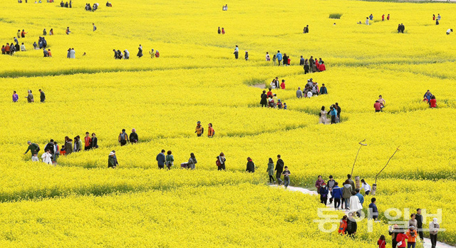 釜山油菜花庆典迎游人 金黄色花海惹人醉【组图】