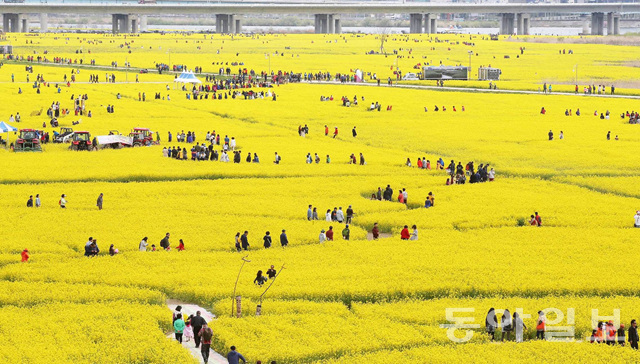 釜山油菜花庆典迎游人 金黄色花海惹人醉【组图】