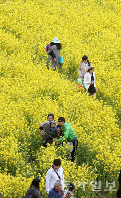 釜山油菜花庆典迎游人 金黄色花海惹人醉【组图】