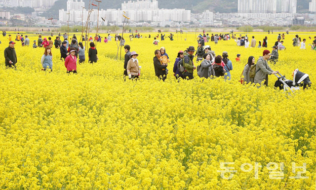 釜山油菜花庆典迎游人 金黄色花海惹人醉【组图】