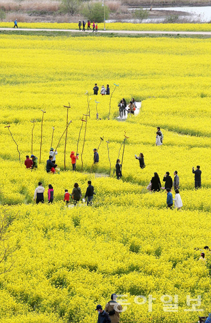 釜山油菜花庆典迎游人 金黄色花海惹人醉【组图】