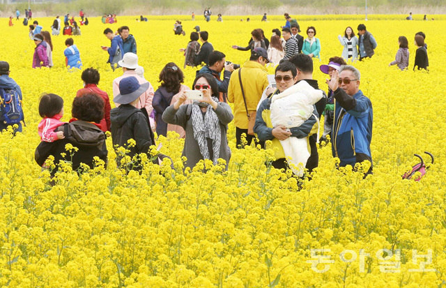 釜山油菜花庆典迎游人 金黄色花海惹人醉【组图】