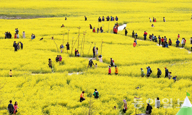 釜山油菜花庆典迎游人 金黄色花海惹人醉【组图】