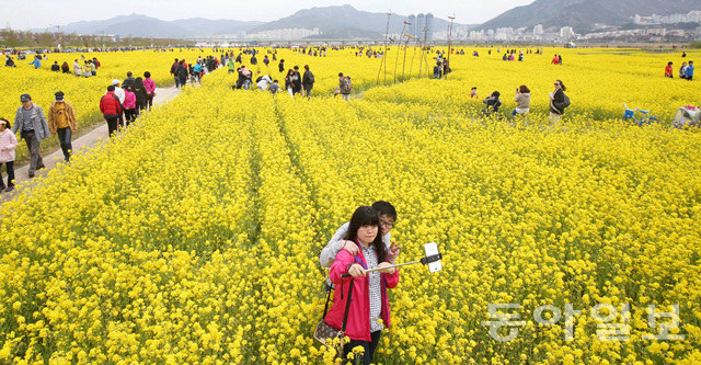 釜山油菜花庆典迎游人 金黄色花海惹人醉【组图】