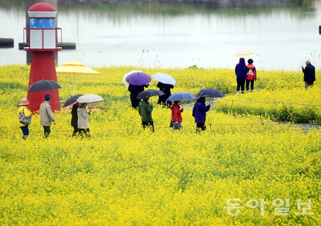 游人漫步在油菜花田  图片来源：东亚日报
