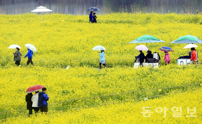 韩国：荣山江边降春雨 游人雨中赏花怡然自得【组图】