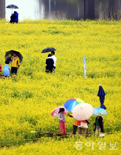 韩国：荣山江边降春雨 游人雨中赏花怡然自得【组图】