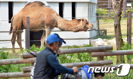 MERS检测呈阴性 首尔大公园骆驼“露笑容”【组图】