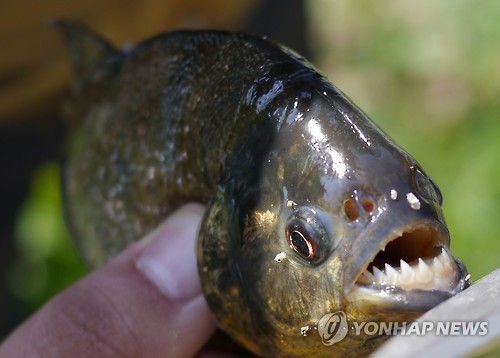 江原道某水库出现食人鱼。（图片来源：韩联社）