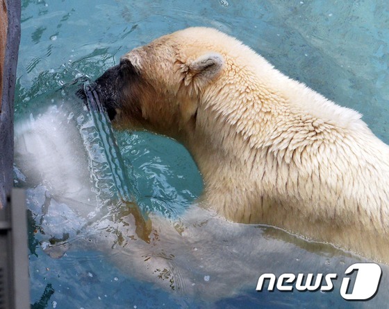 韩国大田暑气盛 北极熊抱冰块消暑【组图】