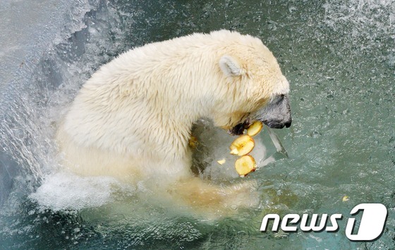 大田动物园的北极熊抱冰块消暑。（图片来源：NEWS1）