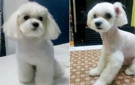 一只宠物狗整容前（左）和整容后（右）。（图片来源：Koreaboo.com）