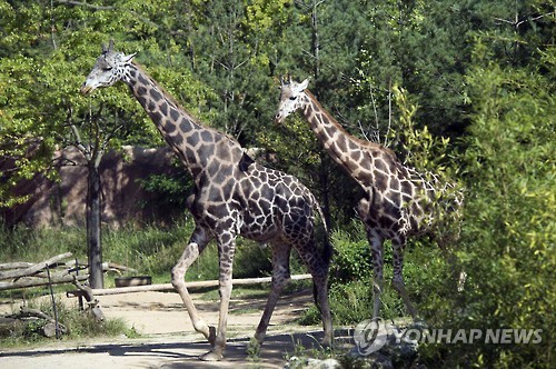 韩国爱宝乐园为长颈鹿夫妇庆“银婚”【组图】