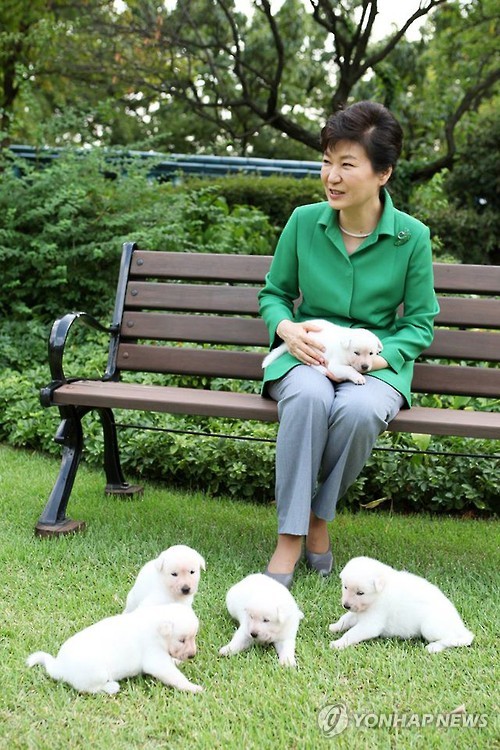 朴槿惠发布爱犬照片 曝光五只小狗名字(图)