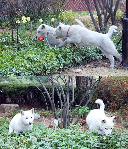 朴槿惠发布爱犬照片 曝光五只小狗名字（图）