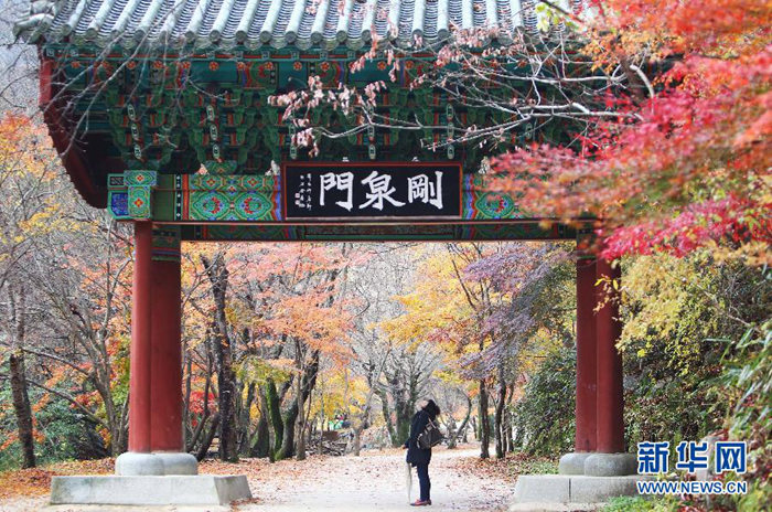 　　这是2012年11月6日，一名游客在韩国全罗北道的刚泉山欣赏枫叶美景。全罗北道位于韩国西南部，是韩国的旅游胜地。时值深秋，全罗北道各地层林尽染，秋意浓郁，吸引着游客慕名前来。新华社记者姚琪琳摄