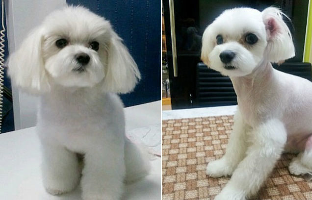 韩国兴起宠物整容手术遭动物爱好者反对（组图）